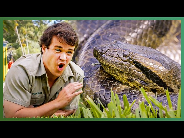 Giant Anaconda Move Nearly Goes WRONG! | Crikey! It's The Irwins