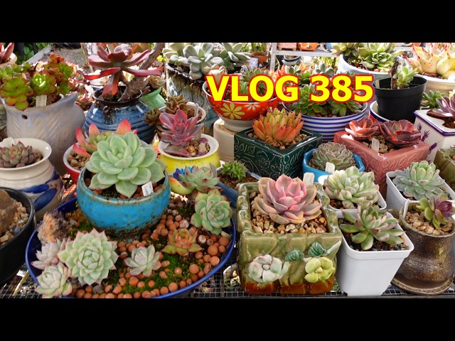 Where To Keep My New Succulents | VLOG #385 - Growing Succulents With LizK