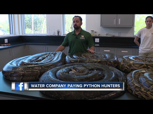 Florida Water Company Paying People to Hunt Pythons