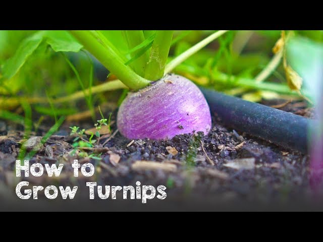 How to Grow Lots of Turnips from Seed to Harvest