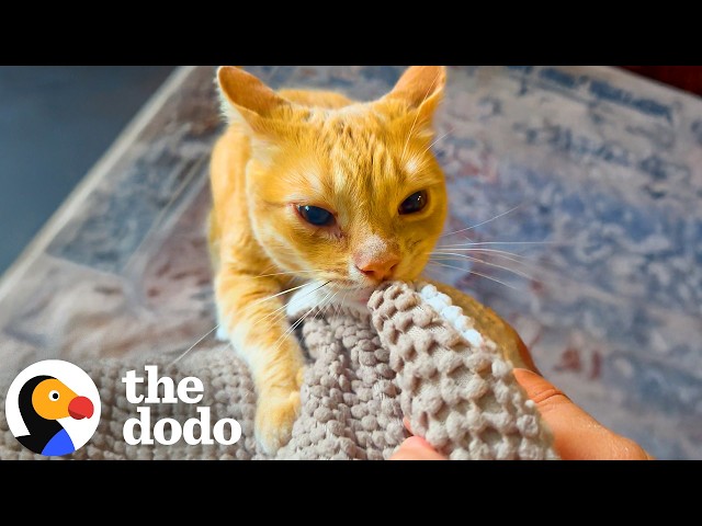 Cat Won’t Stop Delivering His Blankies To Mom | The Dodo