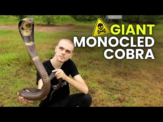 HUGE COBRA, WILD BURMESE PYTHON & MORE!