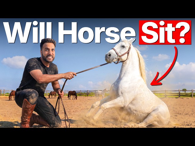 Is It Actually Possible To Make A Horse Sit? (Science Experiment)