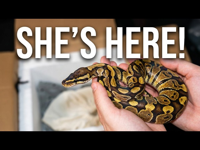 come with me as i unbox my first spotnose het monsoon {+ first yt vid}