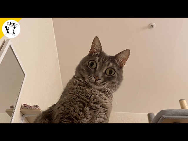 Hilarious Cats Never Does What You Expect 🤣 NEW Funny Cat Videos