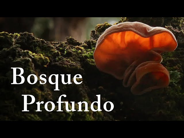 Bosque Profundo