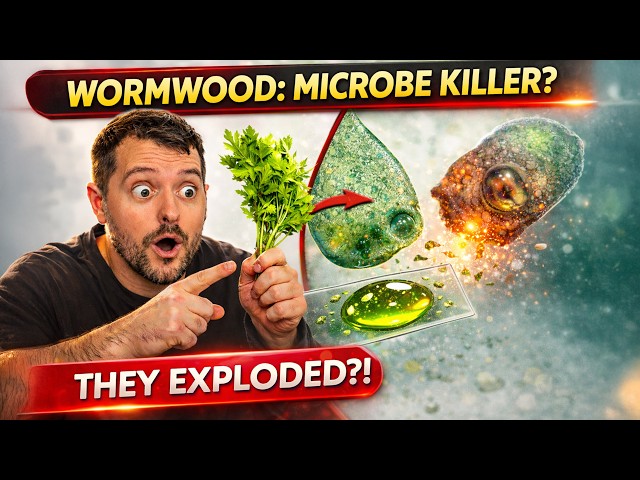 Why Does Wormwood Destroy Microbes? Shocking Microscopic Result