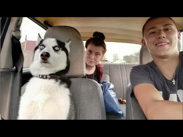 Hilarious Huskies Deserve an Oscar for Best Drama! 😂 Funny Dog Videos of 2026