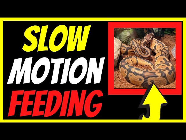 [WARNING] ⚠️ Fast and Slow Mo Ball Python 🐍 Feeding # YouTube Shorts