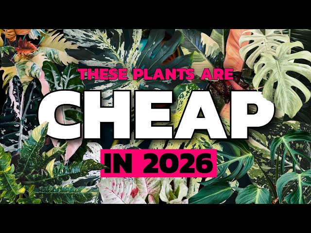 The Rare Plant Crash Isn’t Over – These Are Next!