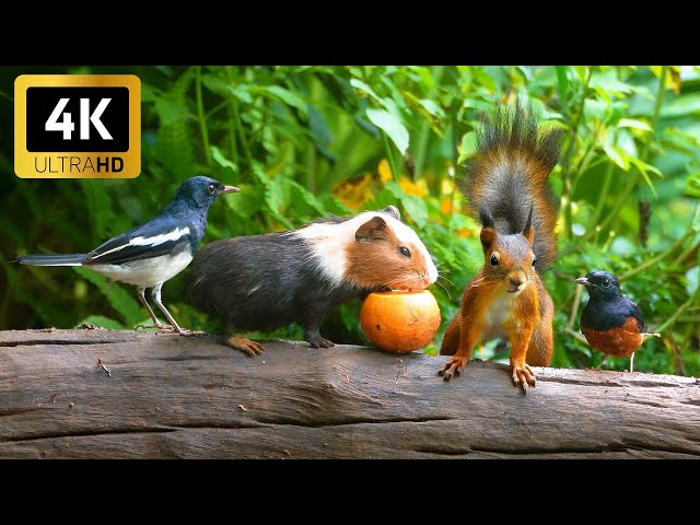 🔴 24/7 LIVE: Cat TV 😺 All Birds, Chipmunks Squirrels are Happy 🐦 Cat Games 4K HDR