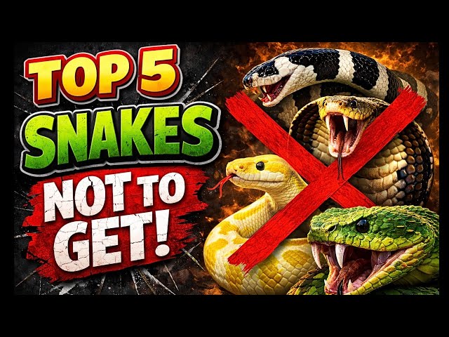 5 Snakes That Are NOT Beginner Friendly