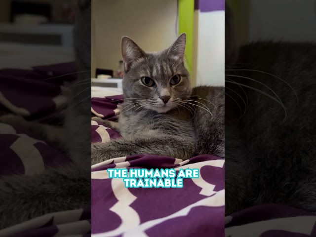 Funny Cat Joke I Hilarious Video | Cat Cuteness Overload! Cats observe Humans Skit