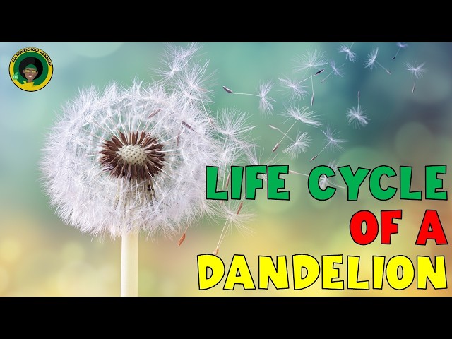 Dandelion Life Cycle | All about Dandelions