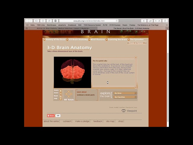 PBS 3D Brain