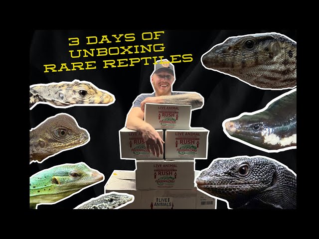 Rare Reptile Unboxing! 4 in 1