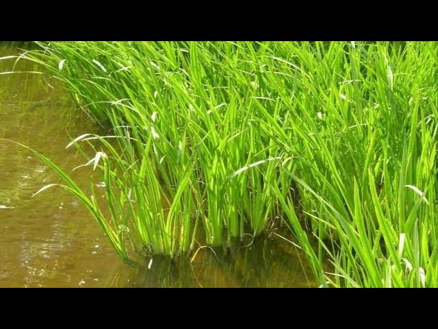 Cálamo Aromático  Propiedades, Beneficios y Usos Medicinales | (Acorus calamus)