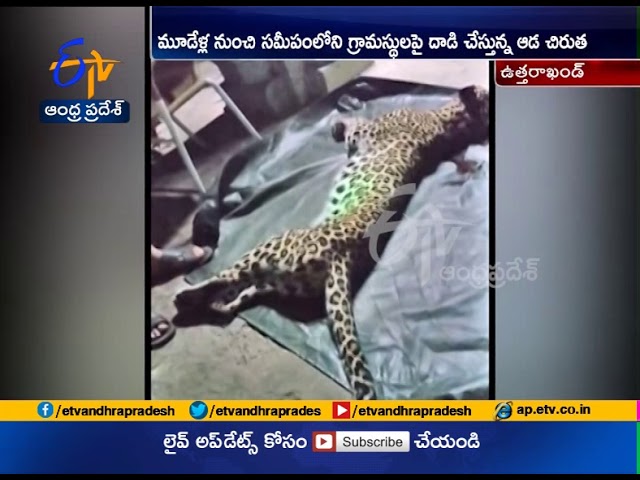 Man Eating Leopard Shot Dead In Rajaji Tiger Reserve In Uttarakhand