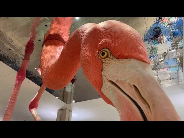 Phoebe the Flamingo turns 4 years old on Tuesday