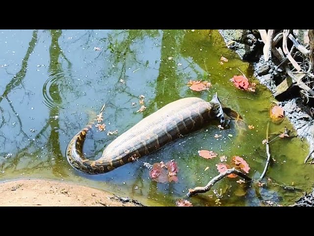 what happened this PYTHON snake watch it's stomach 🌿 #viralvideo #python 