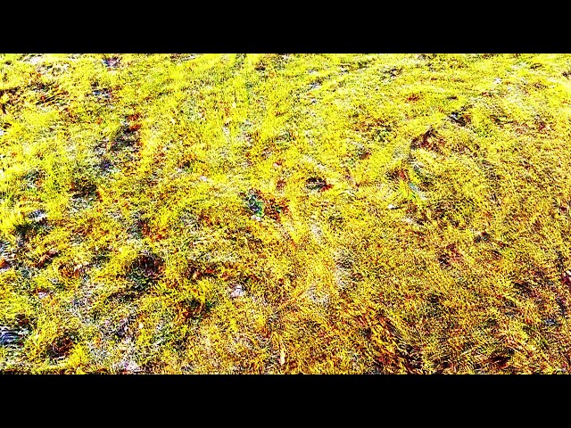 Streetside v2 (Psychedelic trip replication)