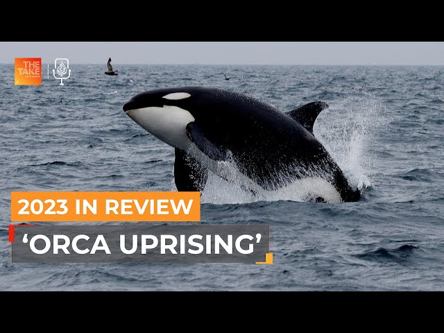 2023 in Review: ‘Orca uprising’: Why are orca whales targeting boats? | The Take