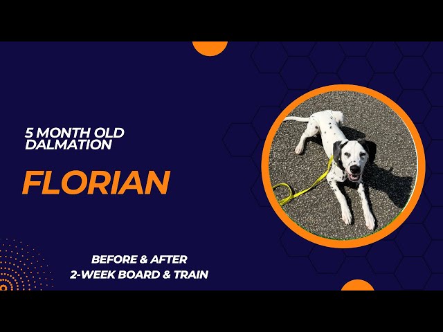 Florian - 5 month old Dalmatian | 2-Week Board & Train | Pittsburgh