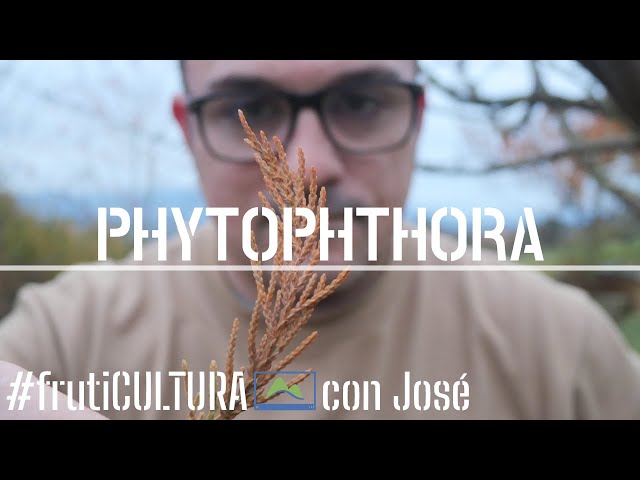 How to combat Phytophthora 🦠 the DESTRUCTIVE FUNGUS of plants 🌱 fruitculture #LdN