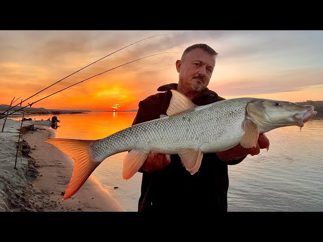 Autumn barbels on the Danube beach – The myth of sand