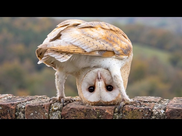 Owls Are So Funny… And Nobody Warned Me! 🤣