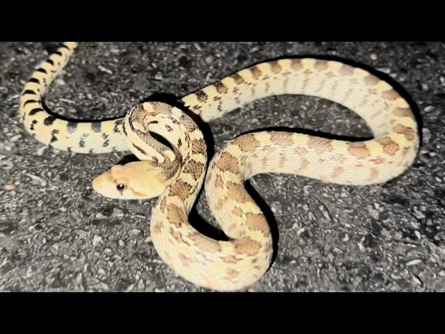 Snakes on the road getting some heat!