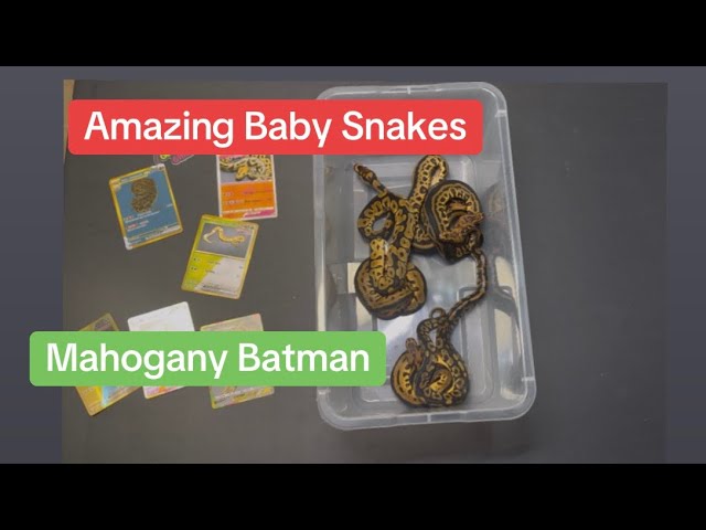 Baby Ball Pythons ! Mahogany Batman clutch 