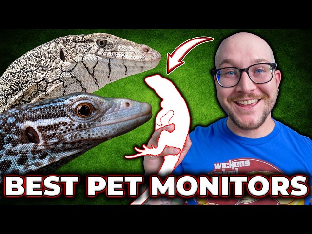 TOP 10 BEST PET MONITOR LIZARDS
