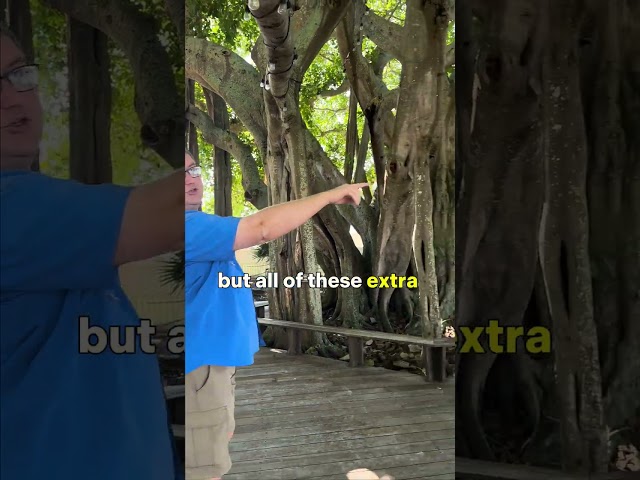 From Tiny to Majestic Tree: Witness the Growth of a Ficus Tree #jupiterlighthouse #ficus