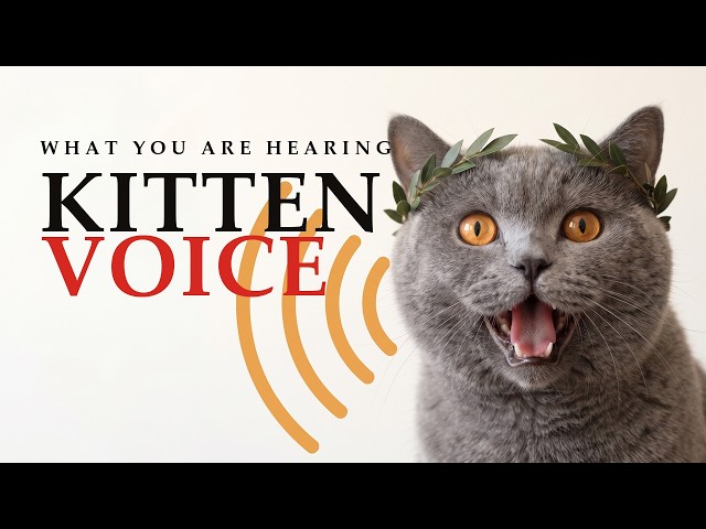 Who Does Your Cat Think You Are When You Talk to Him?