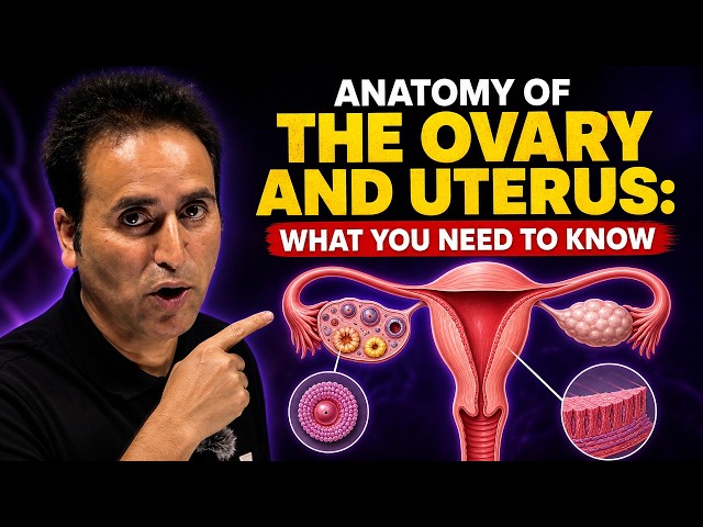 Anatomy of the Ovary and Uterus: What You Need to Know