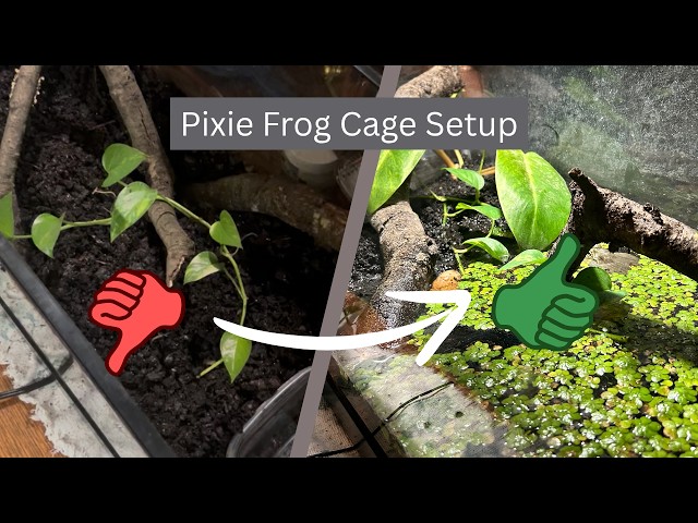 I Fixed My TERRIBLE Pixie Frog's Enclosure (African Bullfrog care/setup)