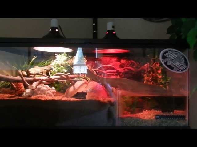 Best Ball Python Enclosure! Pastel Ball Python 1080p HD