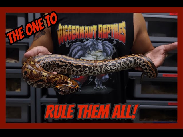 Rare Blood Python Morphs!