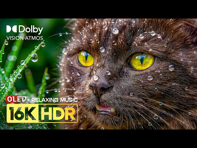 Insane OLED HDR Clarity | 16K Dolby Vision 120fps Nature Animals (8K/4K ULTRA HD TV) Relaxing Music