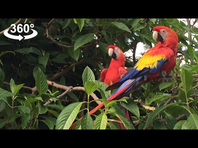 Funny Macaw Talking parrots, VR 360 video