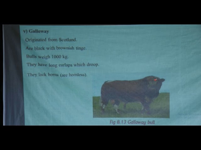 SCIENCE Lesson 14 Topic : Beef Cattle Breed