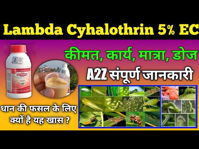 Lambda Cyhalothrin 5% EC Insecticide | धान में तना छेदक, पत्ता लपेट, माहू, थ्रिप्स, सफ़ेद मक्खी कीट