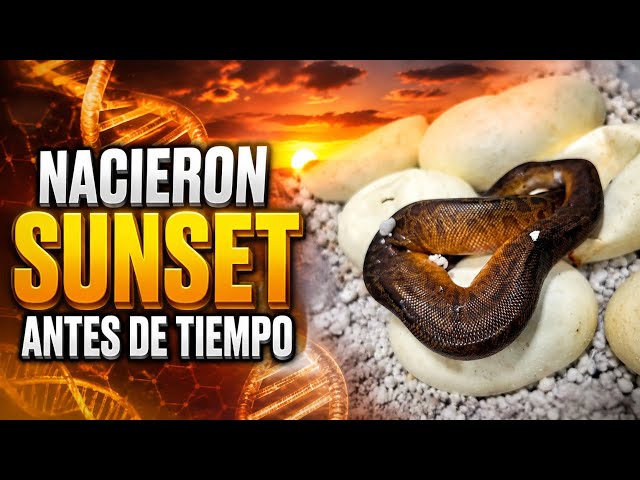 PITON BOLA NACIÓ AL DIA 52 🤯 | SUNSET BALL PYTHON | 