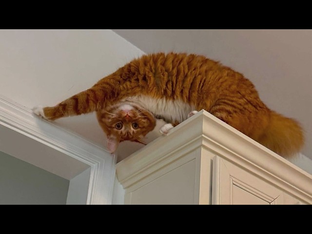 Hilarious Cats Decide Normal Is Not an Option 🤣 Funny Cat Videos 2026