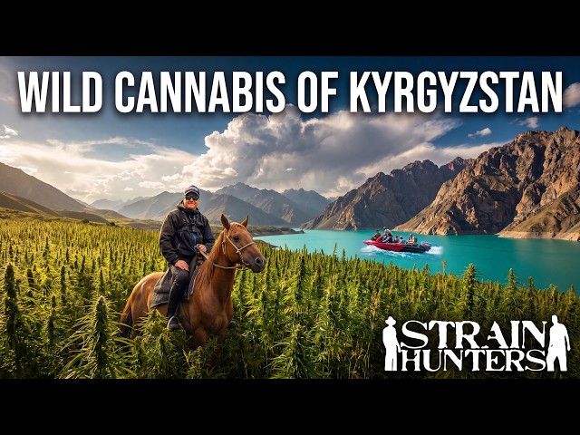 STRAIN HUNTERS Kyrgyzstan Expedition - Hunting Wild Cannabis in Tian Shan Mountains Full Documentary