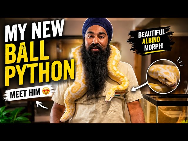 How to set up a Reptile Tank / Ball Python 🐍 / We bought a new Snake #goldenfarm1313 #reptiles #diy