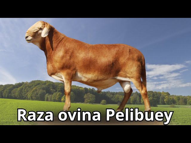 Raza Ovina Pelibuey: Origen y Características