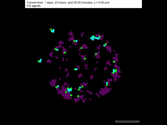 PhysiCell "plain English" rules test: cancer immunology