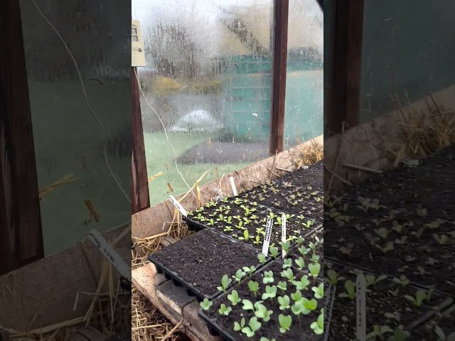 Frosty spring morning with lots growing under cover